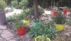 sacred garden in the Mount Helix area of San Diego2