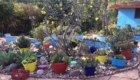 Dr. Carolle's Garden Sanctuary San Diego2