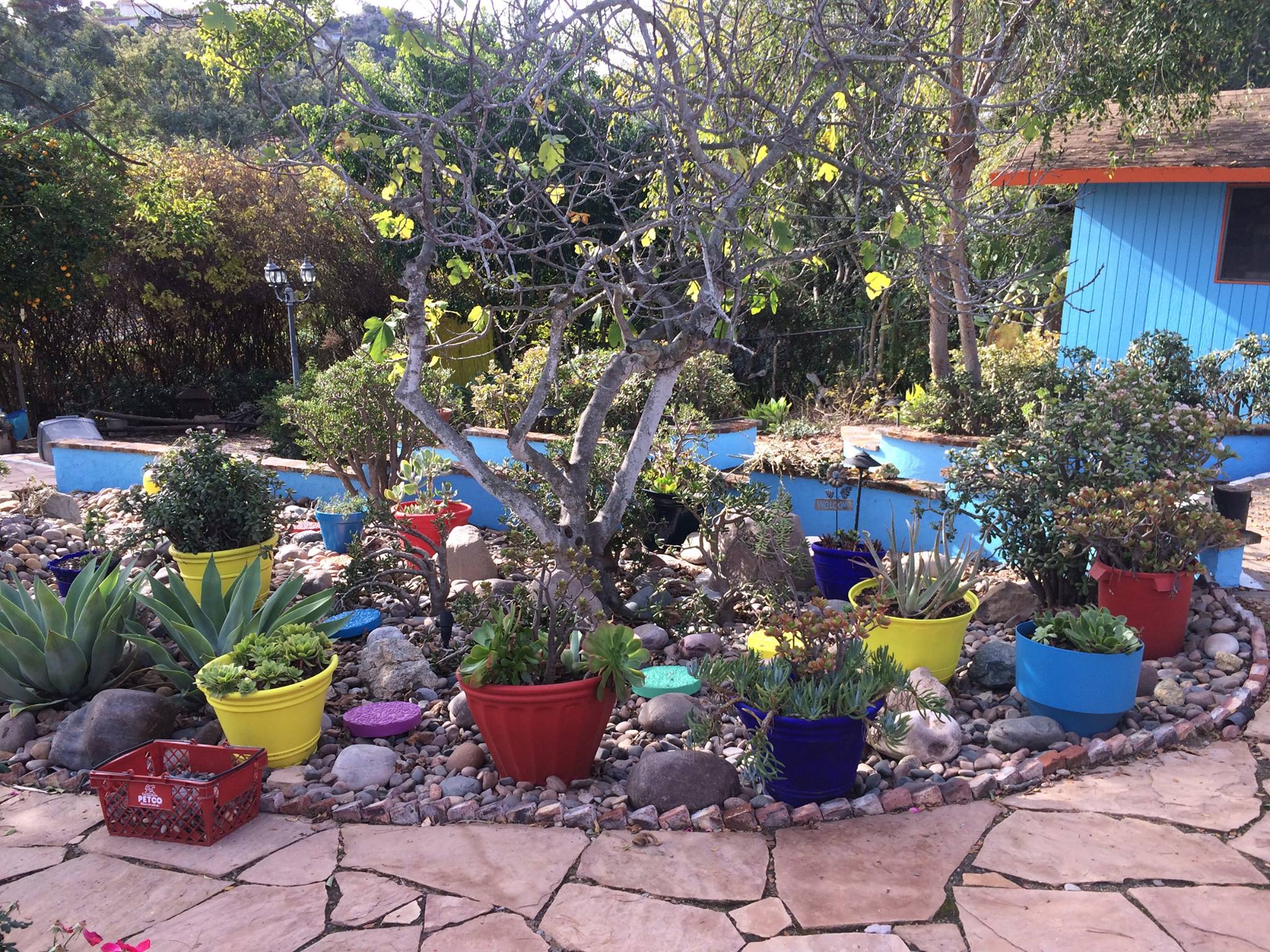 Dr. Carolle's Garden Sanctuary San Diego2